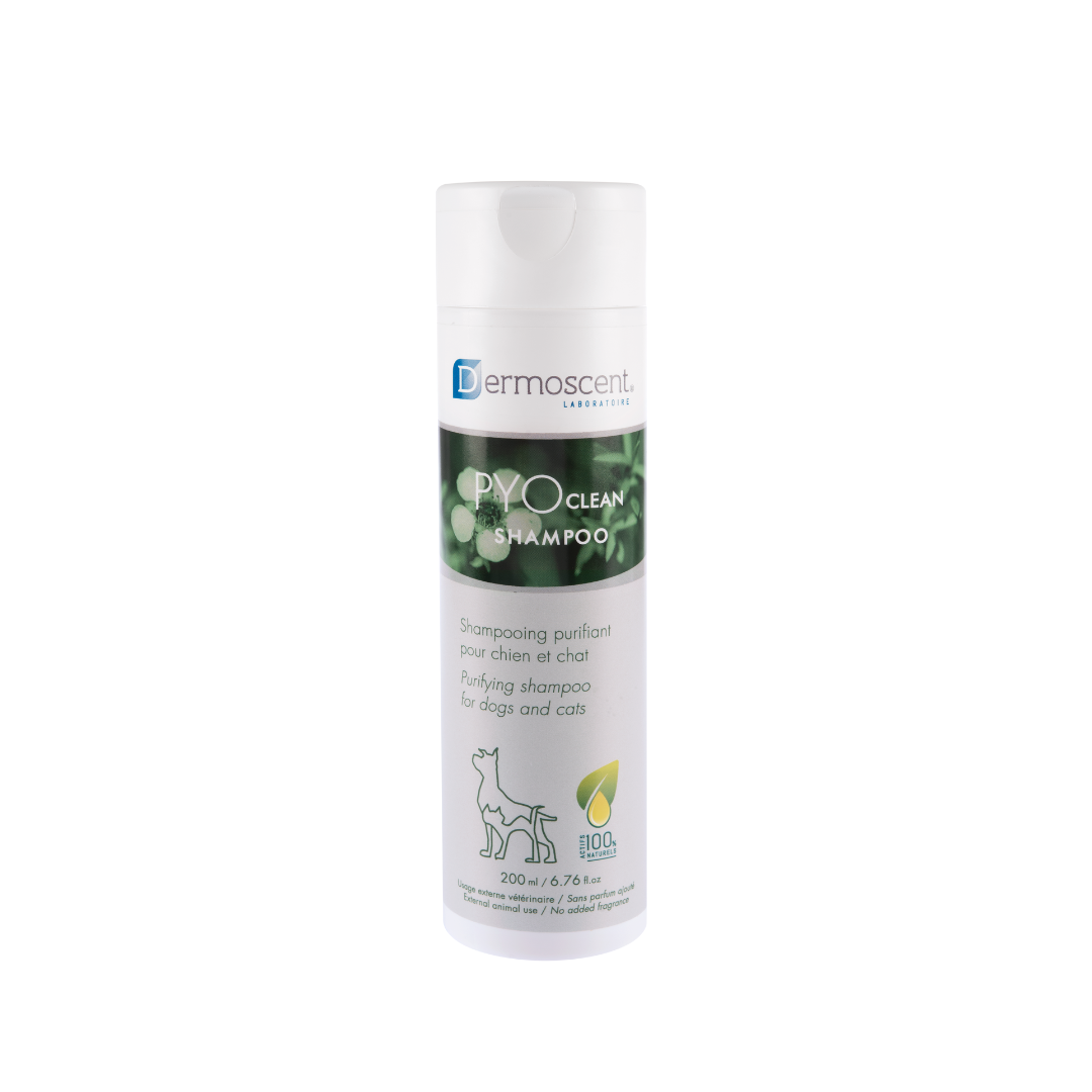Pyoclean Shampoo Dropshipper and Exporter in singapore,usa,uk,uae,canada by Ernest Pharmaceutical